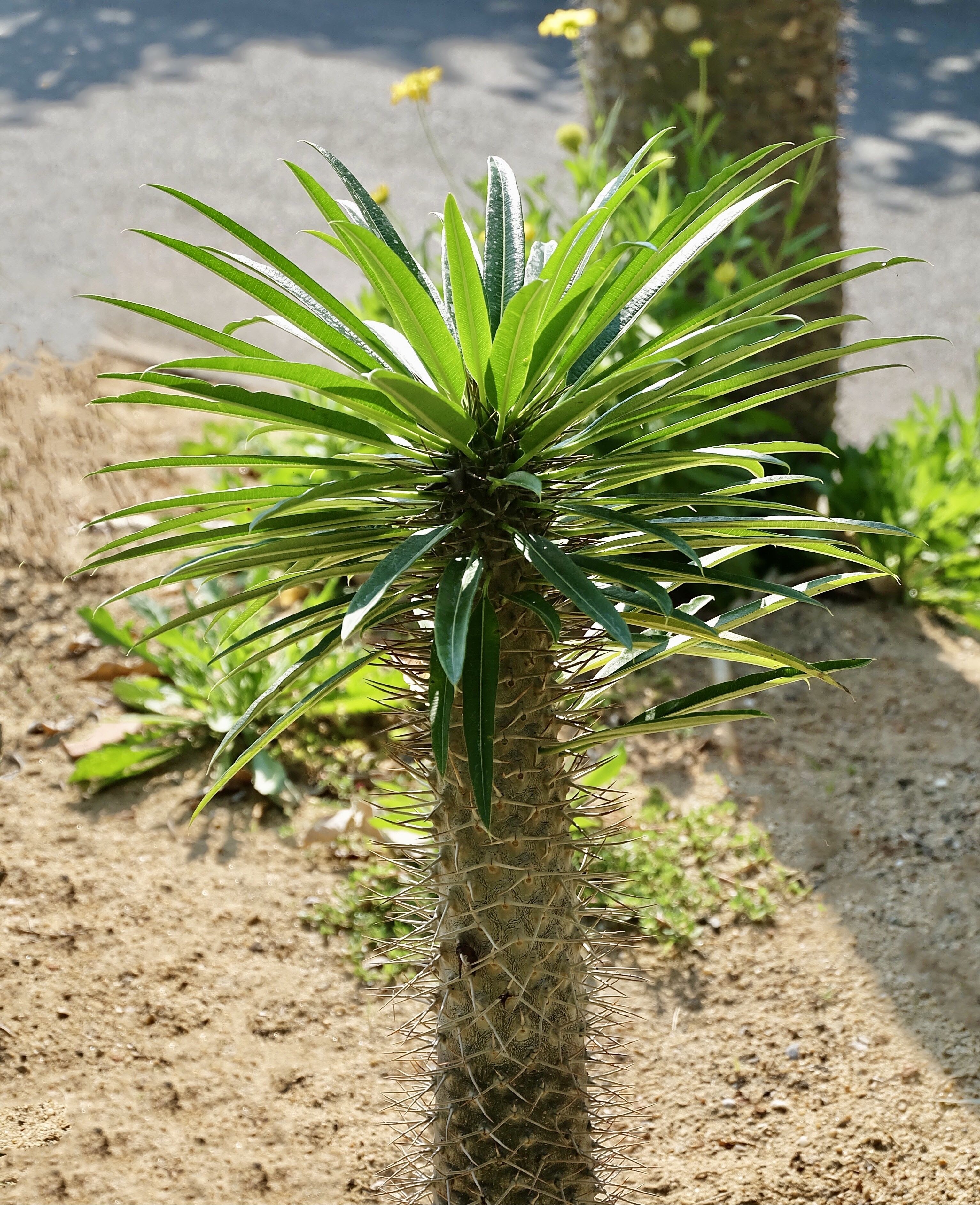 Madagascar palm